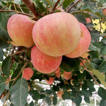 新疆阿克苏冰糖心苹果农户地里超低价格一件代发