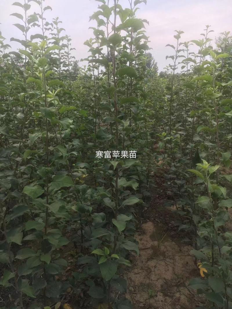 2～18中秋王苹果苗，中秋，国庆双节成熟，短枝大果型