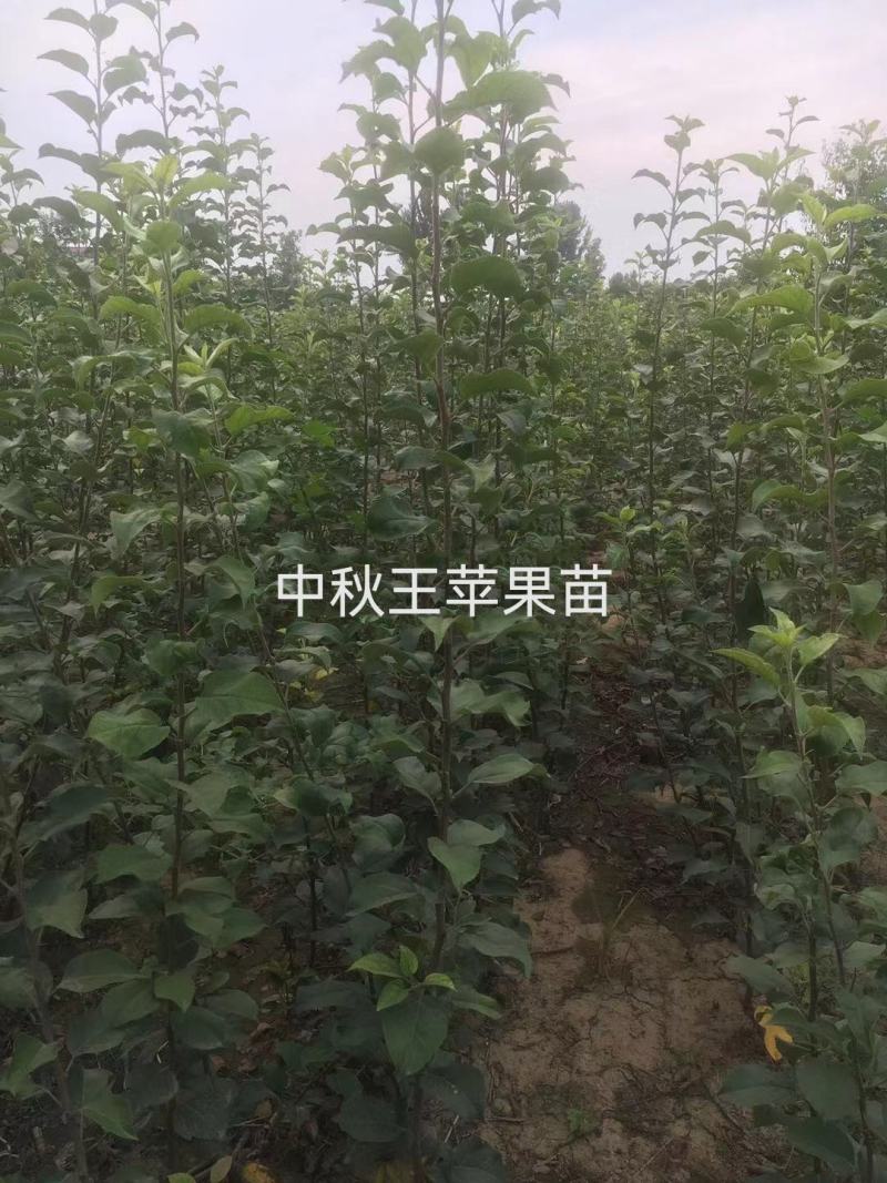 2～18中秋王苹果苗，中秋，国庆双节成熟，短枝大果型