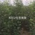 清地处理2—5个烟富八，10，苹果苗，维纳斯黄金树苗