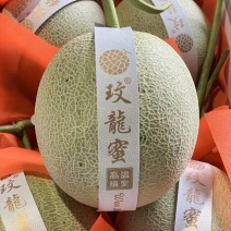 山东寿光脆甜101美华网纹蜜瓜市场社团电商欢迎咨询