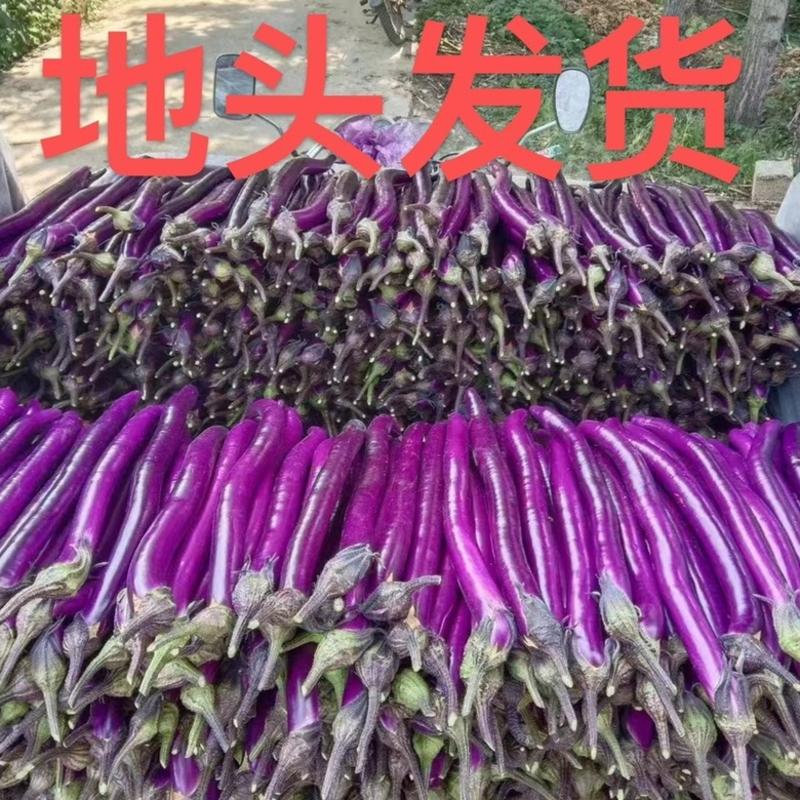 贵州茄子品质保证诚信经营欢迎联系接商超市场电商