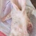 猪头母猪头肥猪头，一级，二级带耳头，无耳头，东北货好