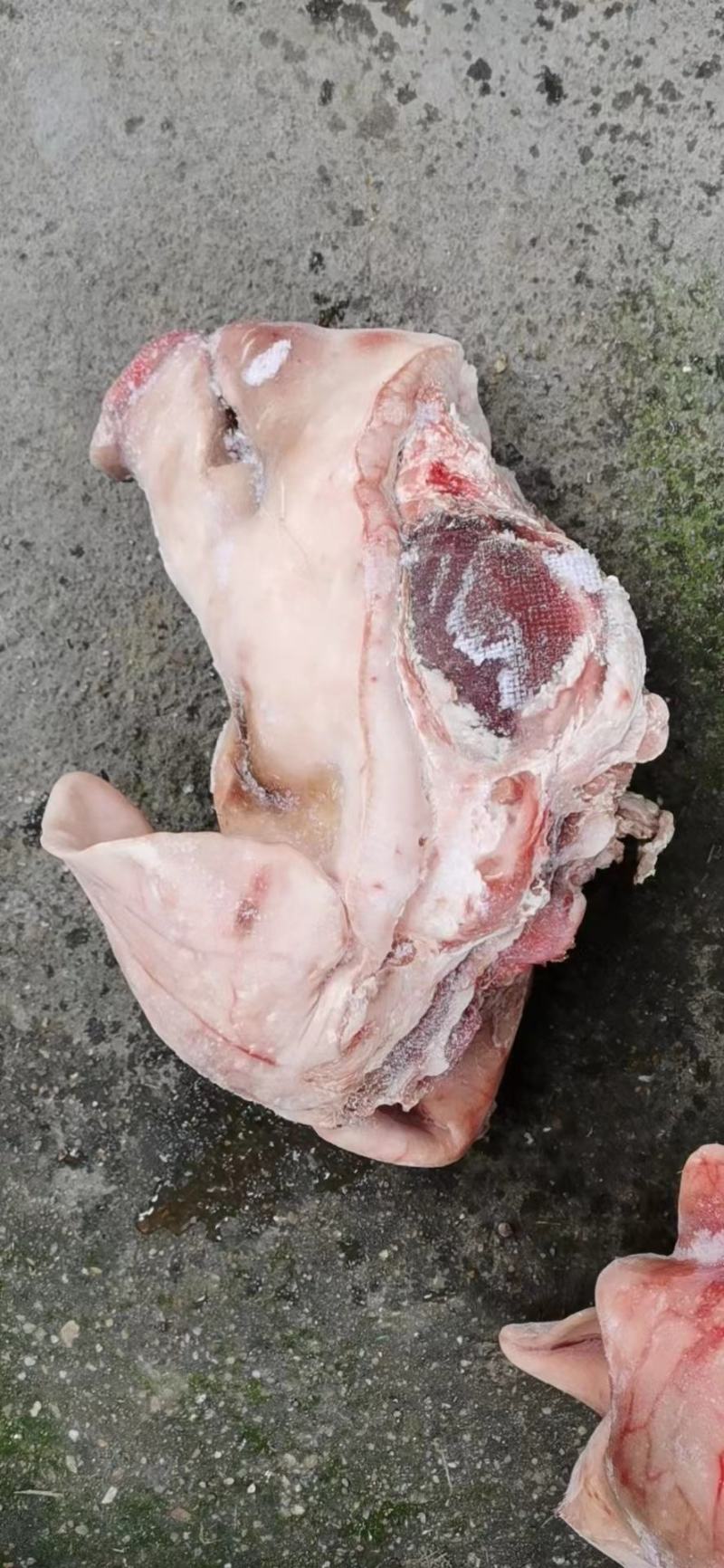 猪头母猪头肥猪头，一级，二级带耳头，无耳头，东北货好
