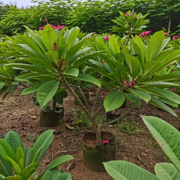 精品鸡蛋花5公分到15公分移植苗
