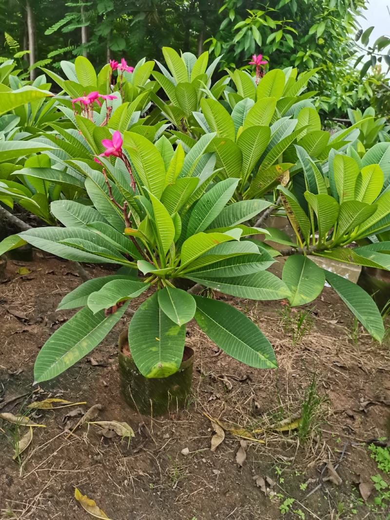 精品鸡蛋花5公分到15公分移植苗