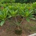 精品鸡蛋花5公分到15公分移植苗