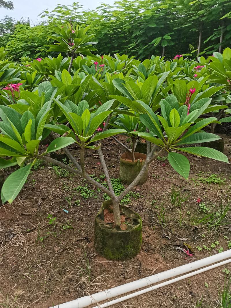 精品鸡蛋花5公分到15公分移植苗