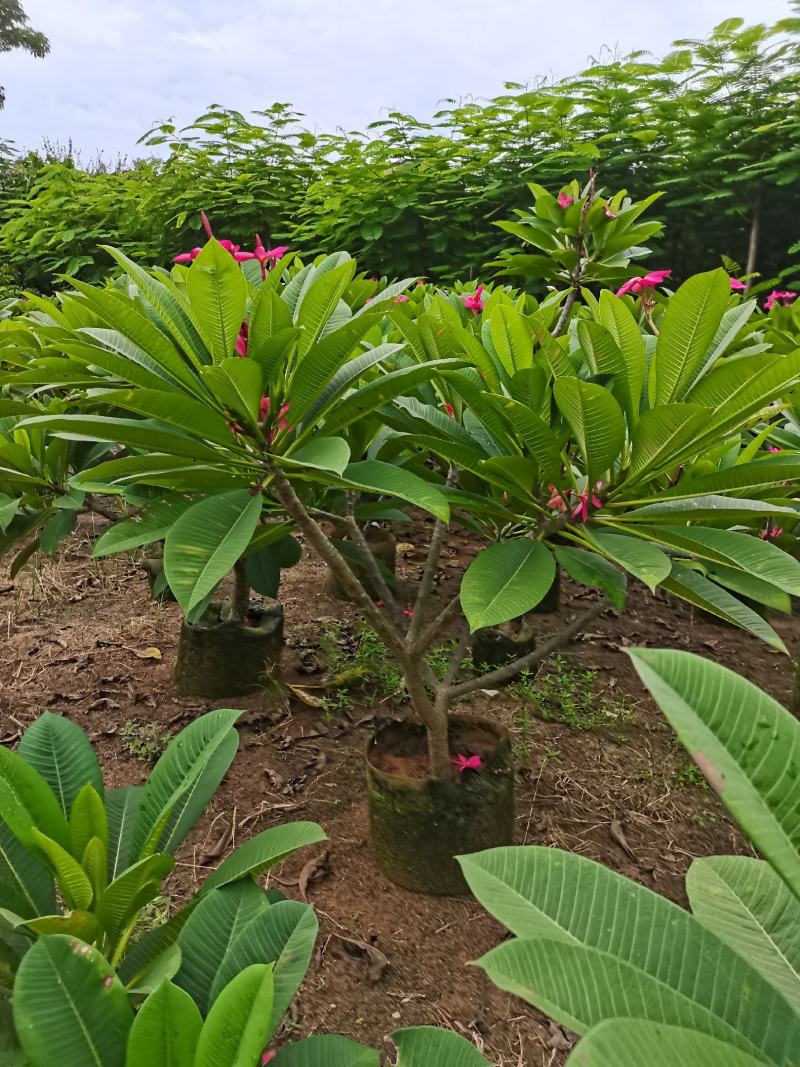 精品鸡蛋花5公分到15公分移植苗