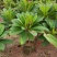 精品鸡蛋花5公分到15公分移植苗