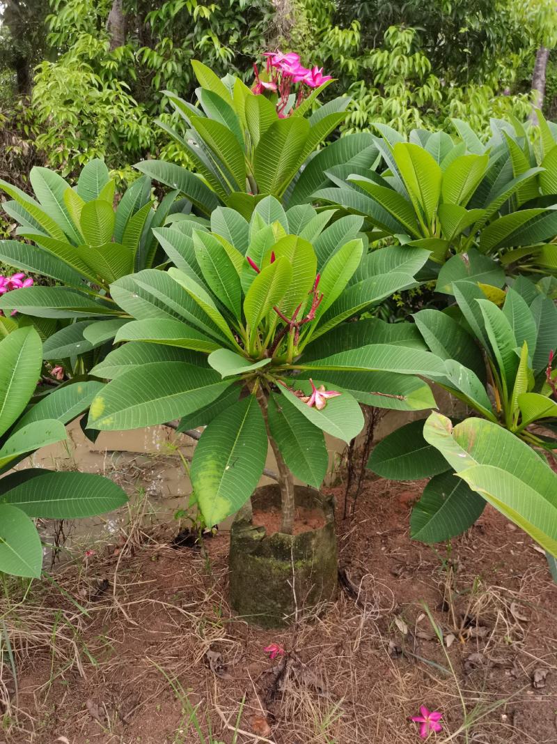 精品鸡蛋花5公分到15公分移植苗