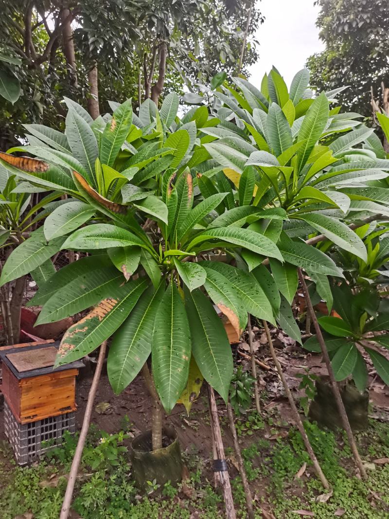 精品鸡蛋花5公分到15公分移植苗