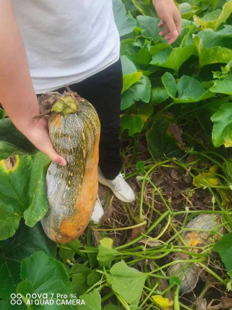贵阳开阳县，蜜本南瓜大量上市