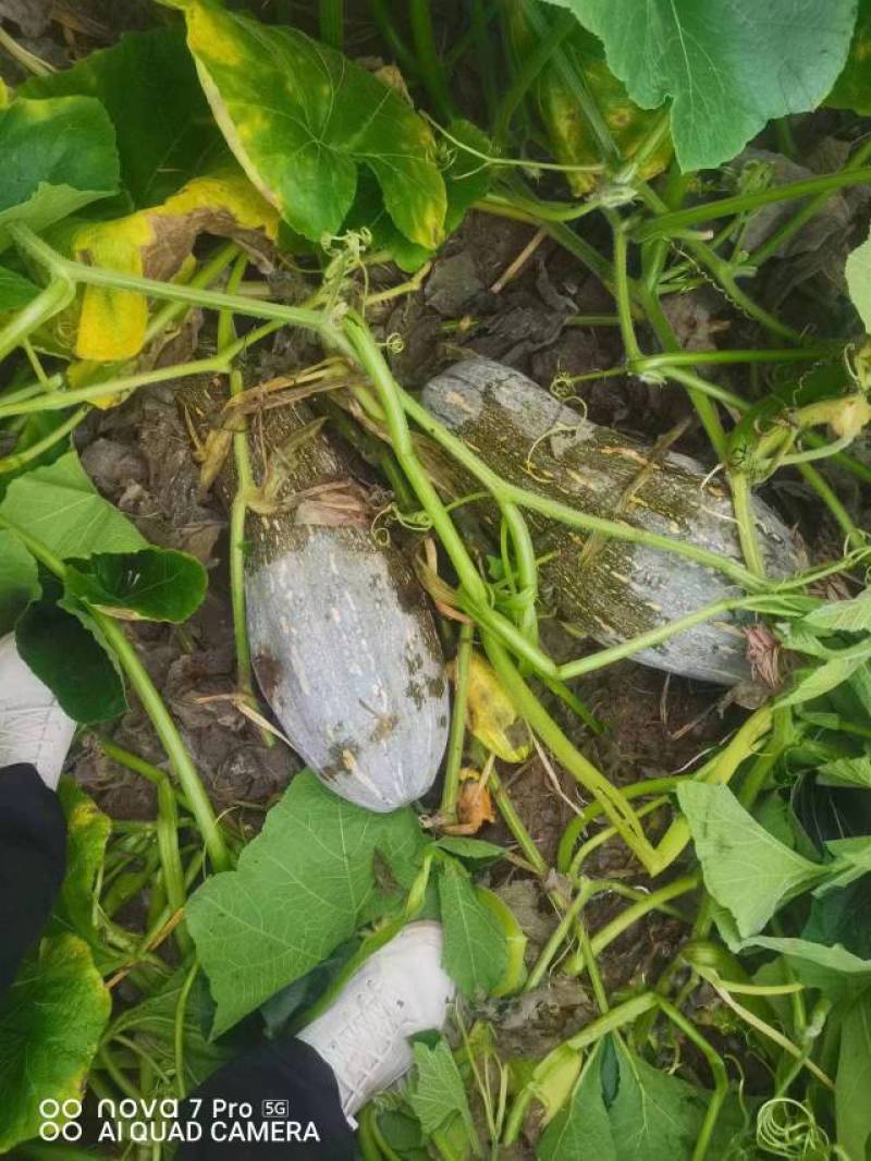 贵阳开阳县，蜜本南瓜大量上市