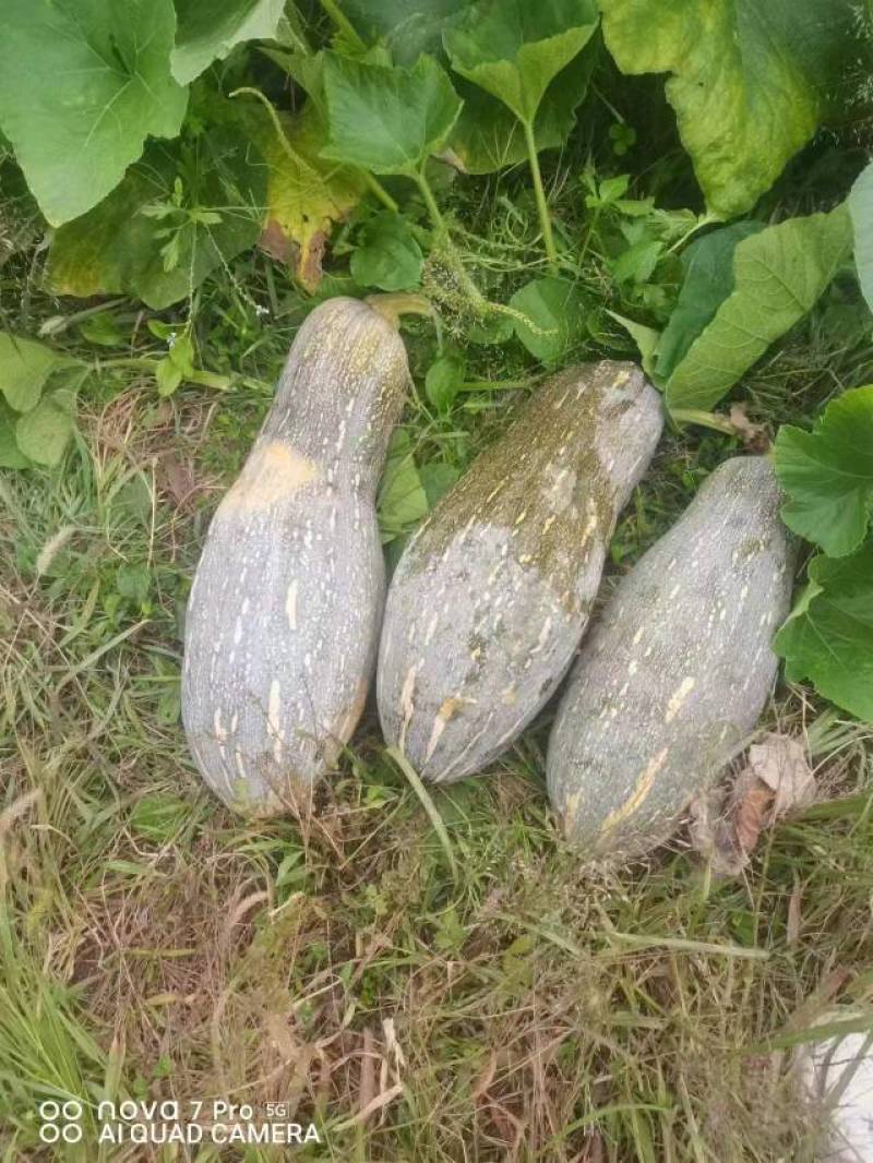 贵阳开阳县，蜜本南瓜大量上市