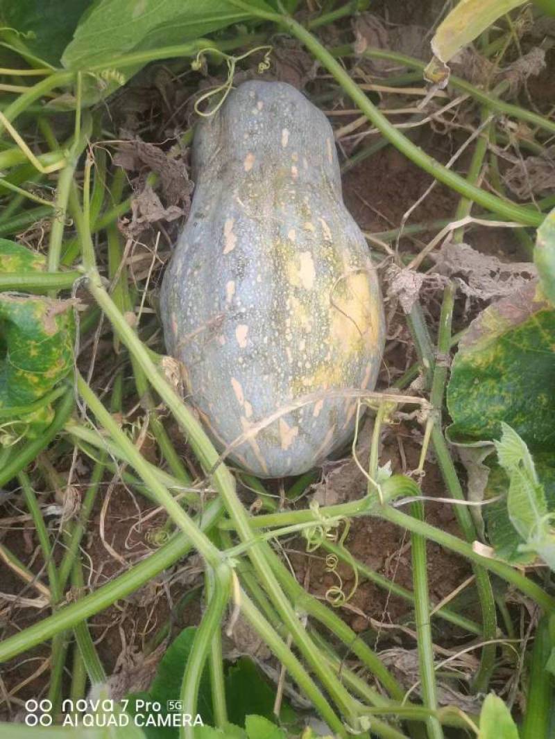 贵阳开阳县，蜜本南瓜大量上市