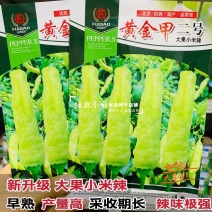 新品种升级黄金甲二号大果型小米辣种子早熟高产泡椒种子特辣