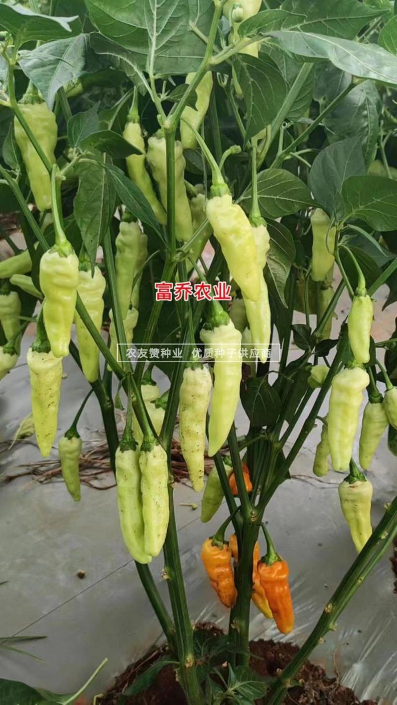 新品种升级黄金甲二号大果型小米辣种子早熟高产泡椒种子特辣
