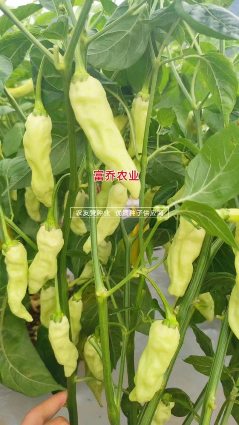 新品种升级黄金甲二号大果型小米辣种子早熟高产泡椒种子特辣