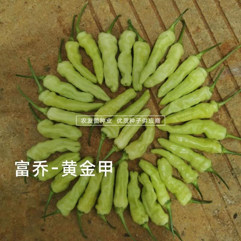 新品种升级黄金甲二号大果型小米辣种子早熟高产泡椒种子特辣