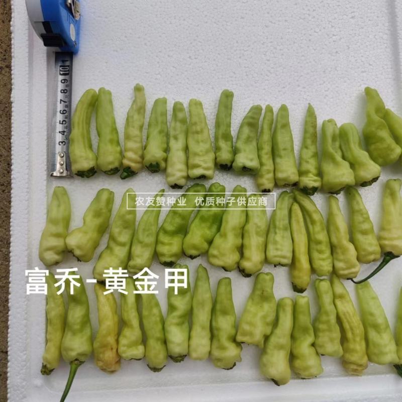 新品种升级黄金甲二号大果型小米辣种子早熟高产泡椒种子特辣