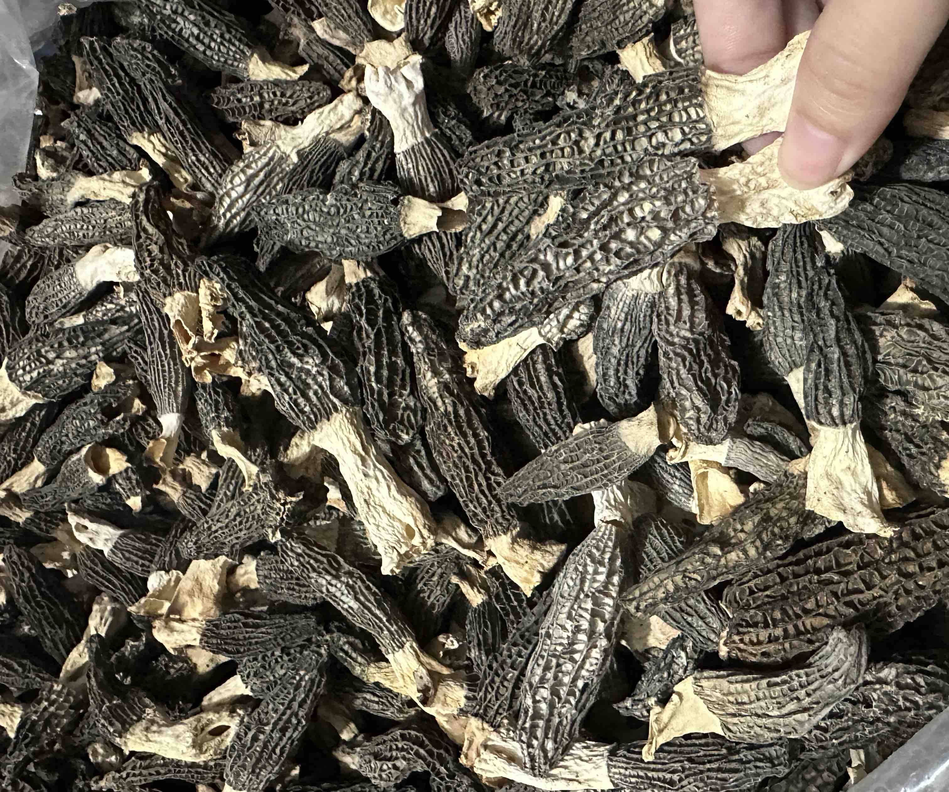 展示不同颜色羊肚菌的对比,包括深棕色和浅黄色个体 羊肚菌不同颜色对比图