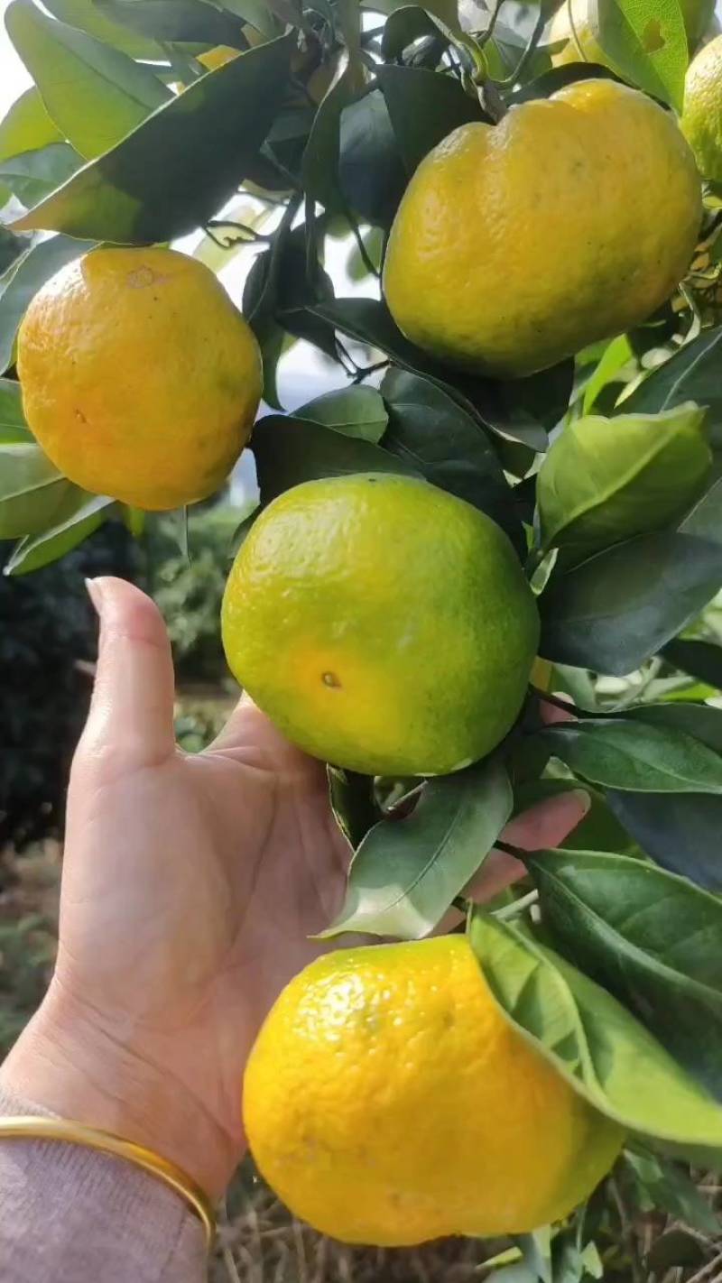 优选高山蜜桔大量上市中，一手货源充足量大从优