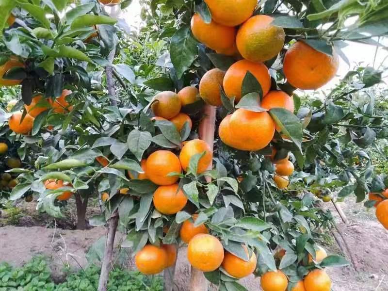 【柑橘】蜜橘湖北蜜橘新货价格优产地直发货源充足