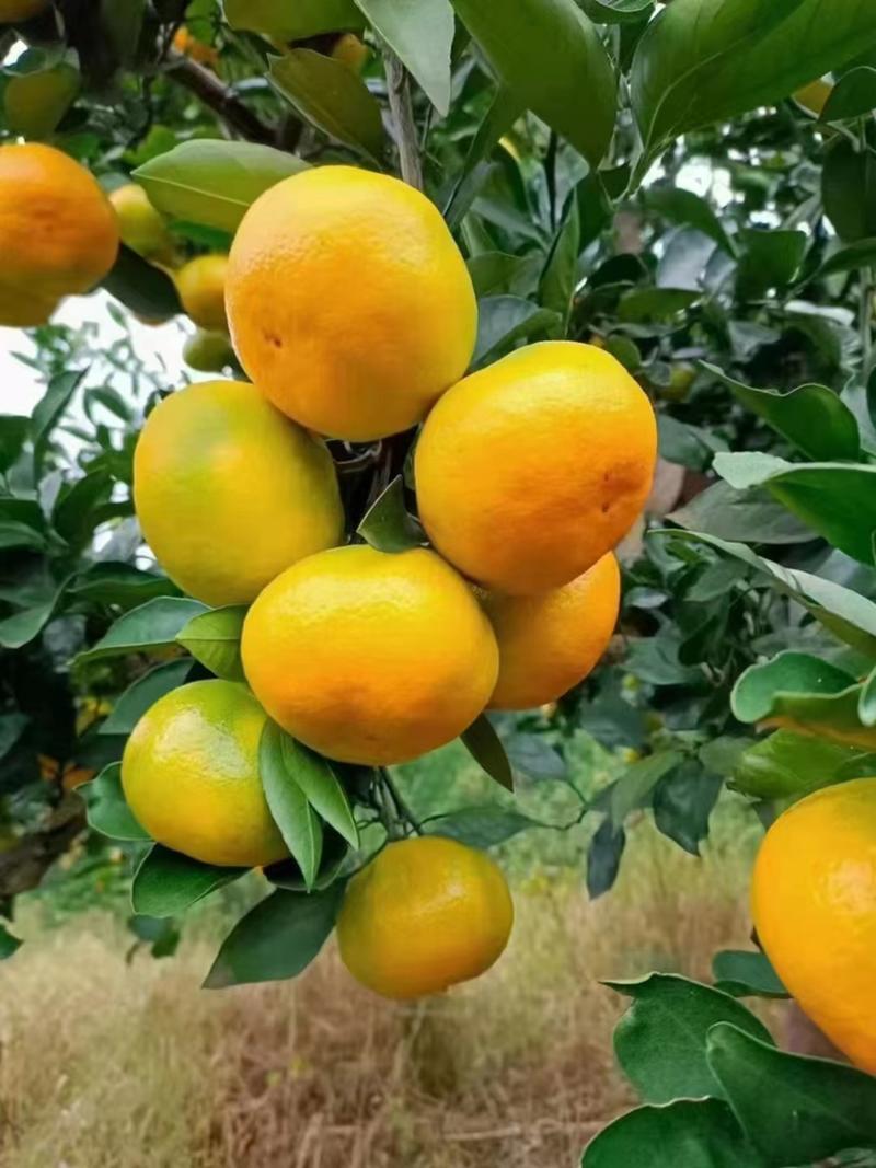 【柑橘】蜜橘湖北蜜橘新货价格优产地直发货源充足
