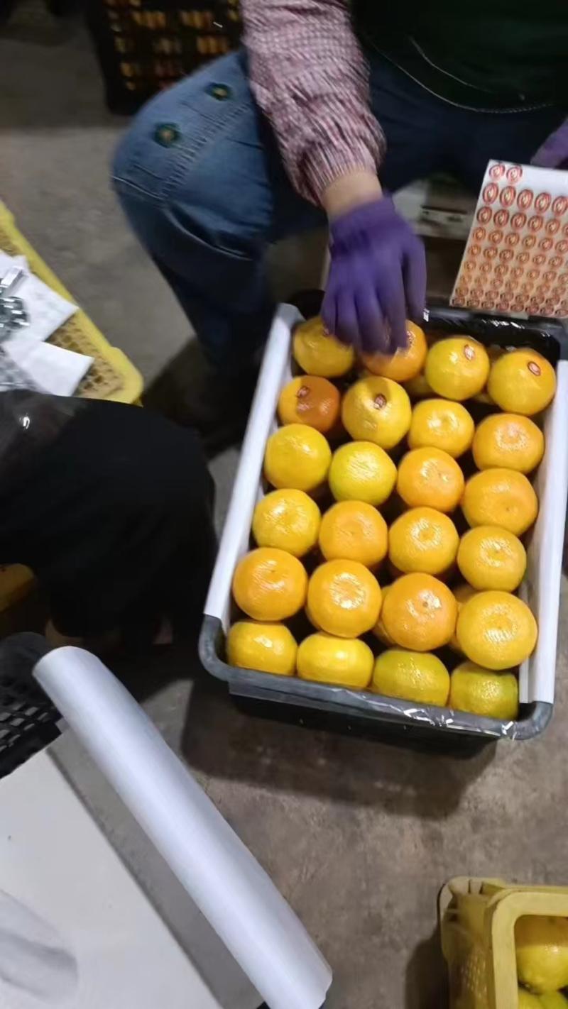 柑橘，蜜橘湖北蜜橘。全国发货保证质量