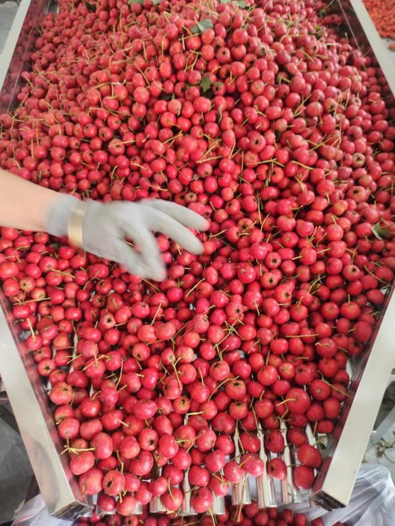 精品甜红子山楂大量上市产地直发货源稳定支持视频看货