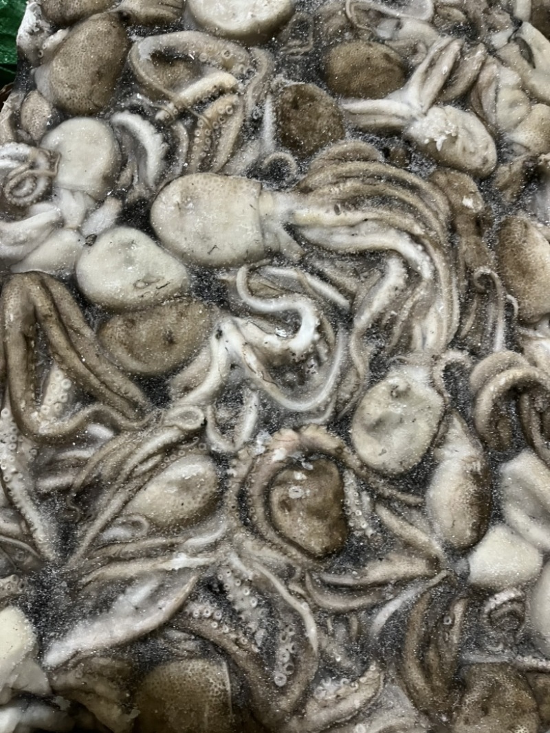 八爪鱼🐙