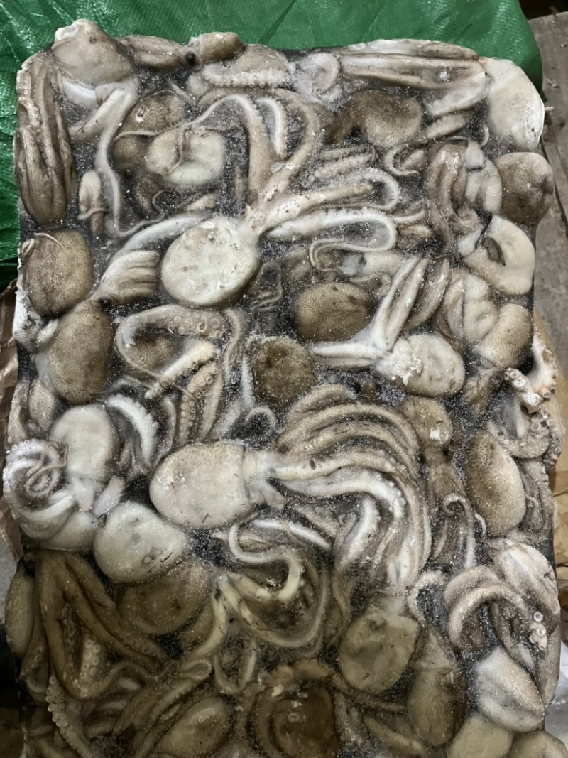 八爪鱼🐙