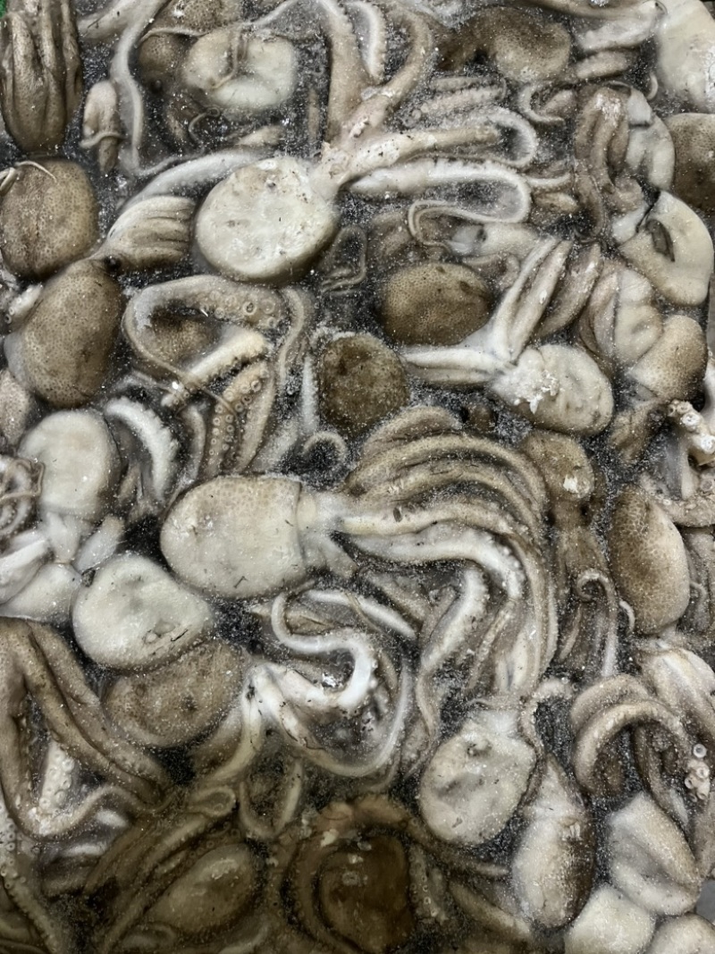 八爪鱼🐙