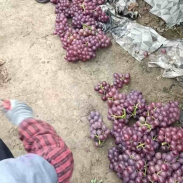 巨峰葡萄大量上市