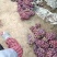 巨峰葡萄大量上市