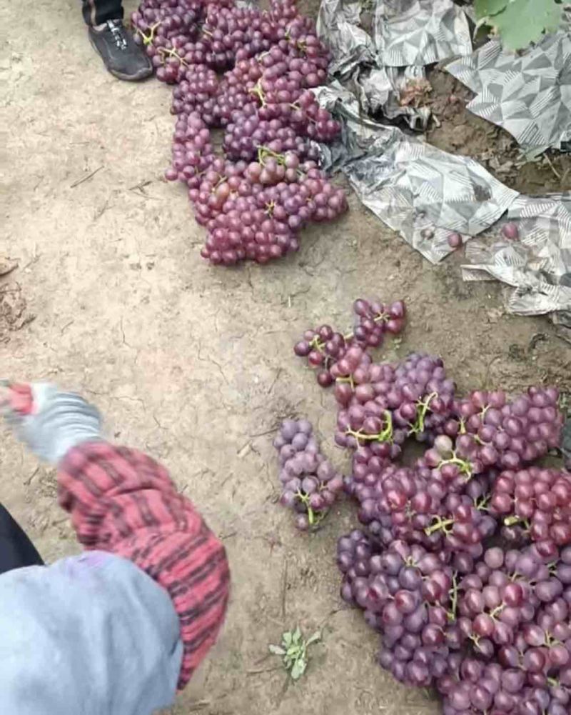 巨峰葡萄大量上市