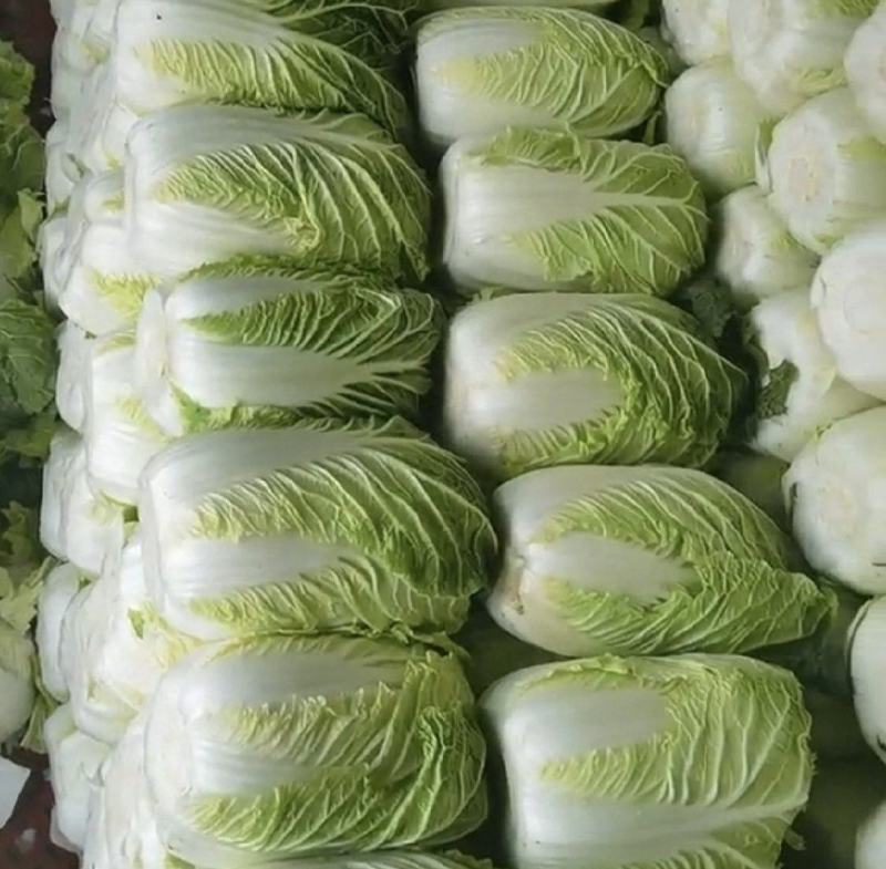 山西吕梁白菜精品黄心白菜大量上市，产地直供品质保证全国发