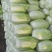 山西吕梁白菜精品黄心白菜大量上市，产地直供品质保证全国发