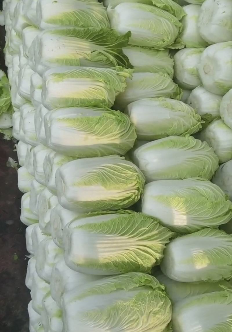 山西吕梁白菜精品黄心白菜大量上市，产地直供品质保证全国发