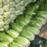 山西白菜精品黄心白菜产地直供量大从优实力代发全国