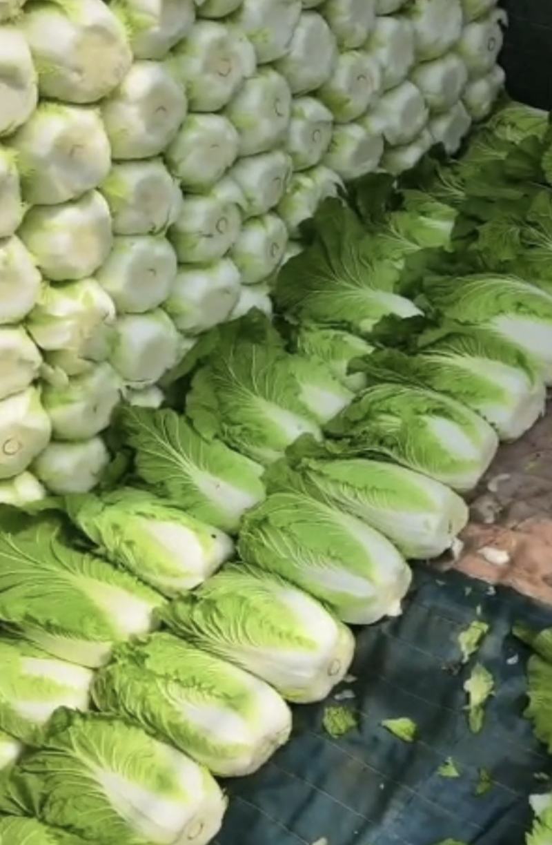 山西白菜精品黄心白菜产地直供量大从优实力代发全国