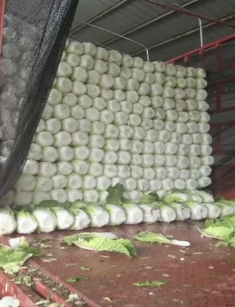 山西白菜精品黄心白菜产地直供量大从优实力代发全国