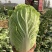 山西白菜精品黄心白菜产地直供量大从优实力代发全国