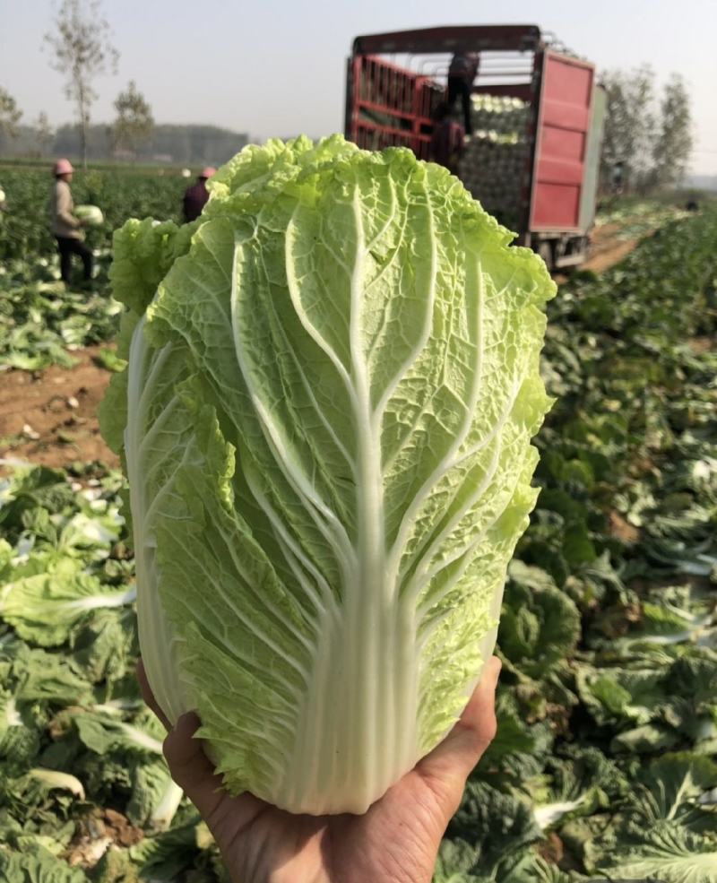 山西白菜精品黄心白菜产地直供量大从优实力代发全国