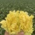 山西白菜精品黄心白菜产地直供量大从优实力代发全国