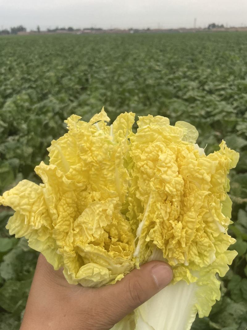 山西白菜精品黄心白菜产地直供量大从优实力代发全国
