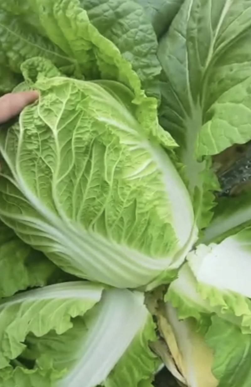 山西白菜精品黄心白菜产地直供量大从优实力代发全国