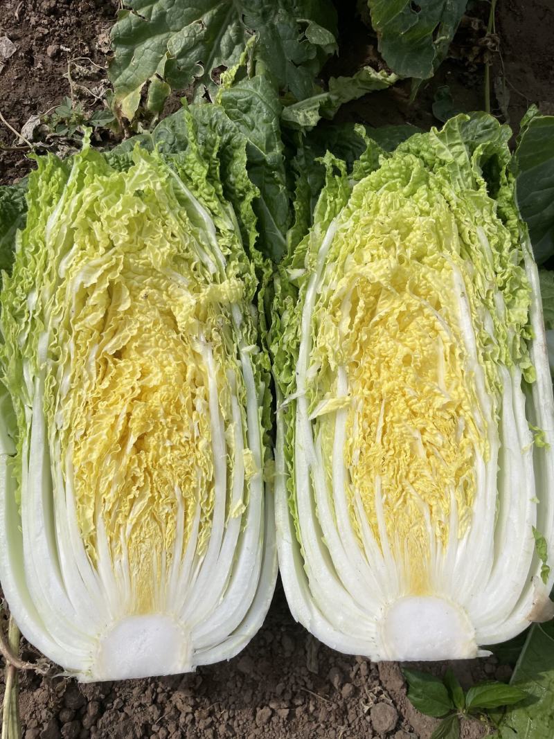 山西白菜精品黄心白菜产地直供量大从优实力代发全国
