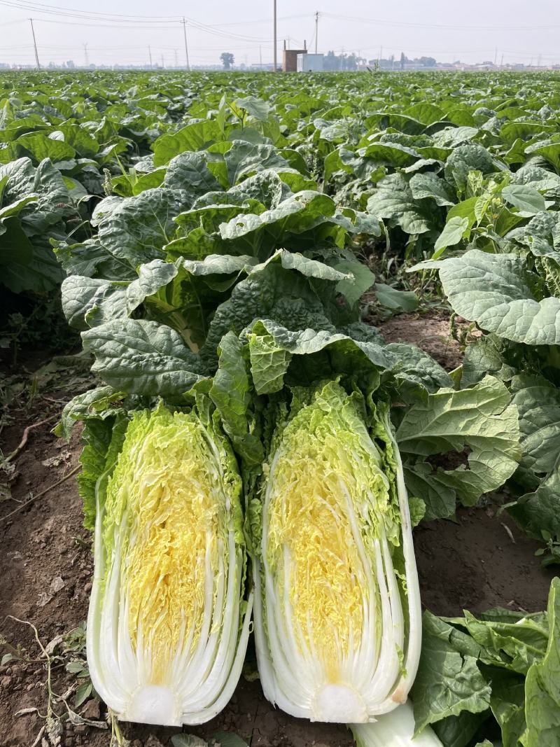 山西白菜精品黄心白菜产地直供量大从优实力代发全国